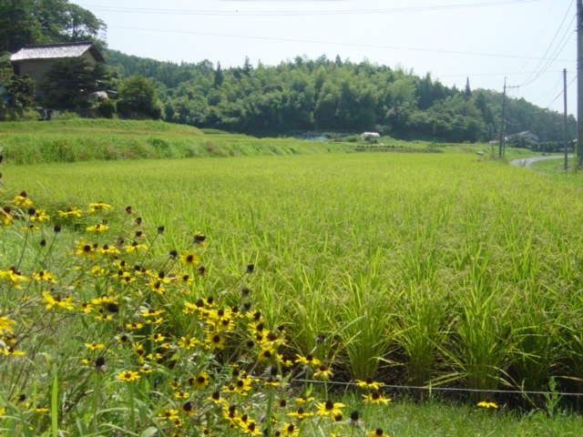 井上哲士 イラクでアメリカが攻撃 にわか庭師